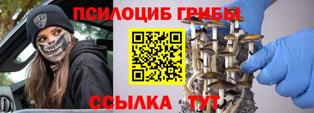 Псилоцибиновые грибы Psilocybe Бор